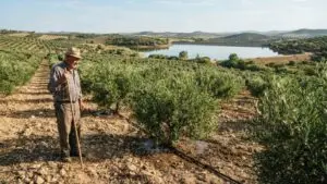 CREA reclama a la Confederación Hidrográfica del Guadalquivir que active la reserva de 50 hm³ prevista para octubre si persiste la falta de precipitaciones